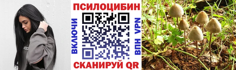 сколько стоит Озёрск Псилоцибиновые грибы Cubensis